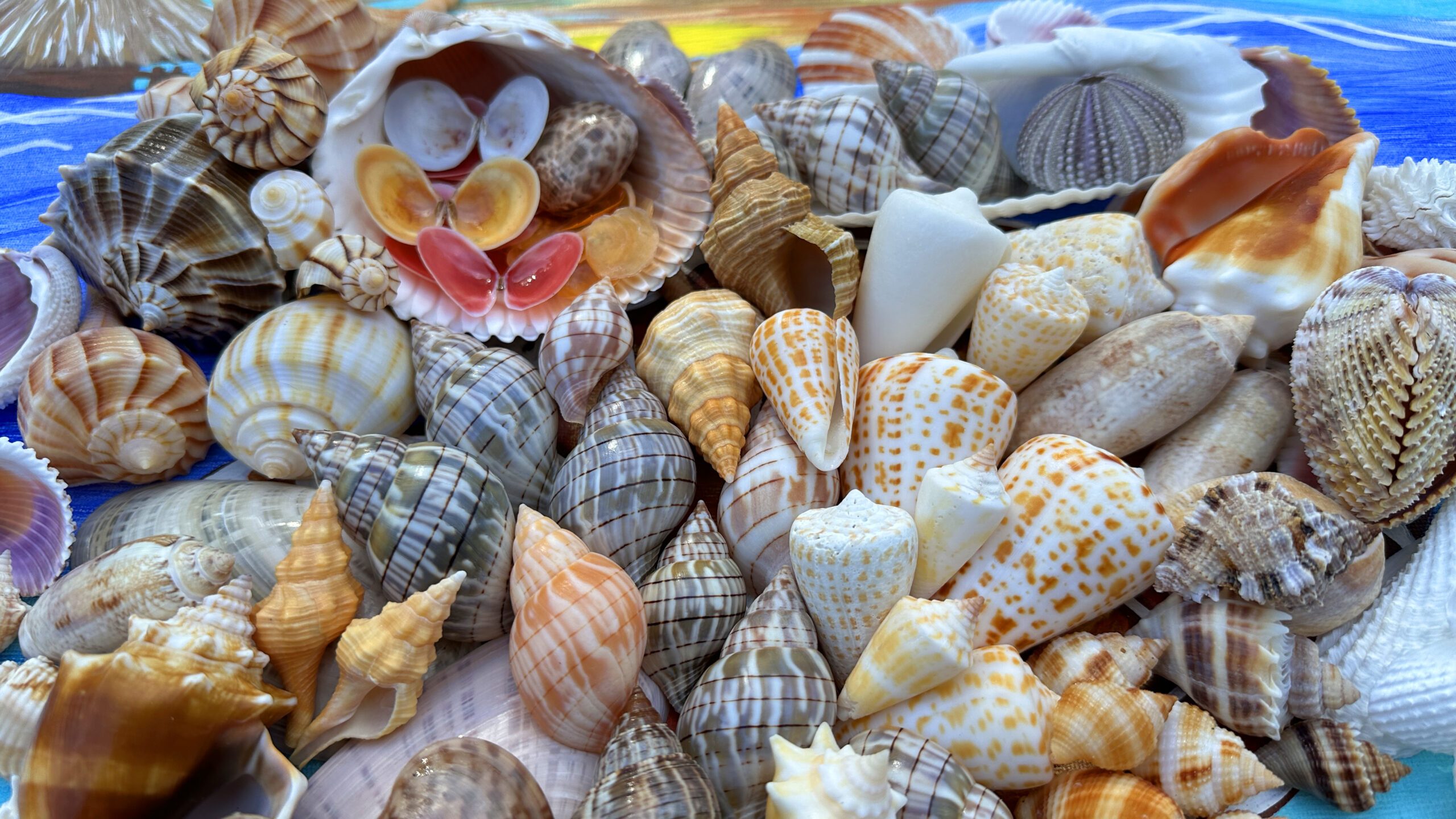 Florida Shell. Shop Shop - Shelling Florida